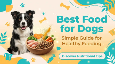Best Food for Dogs