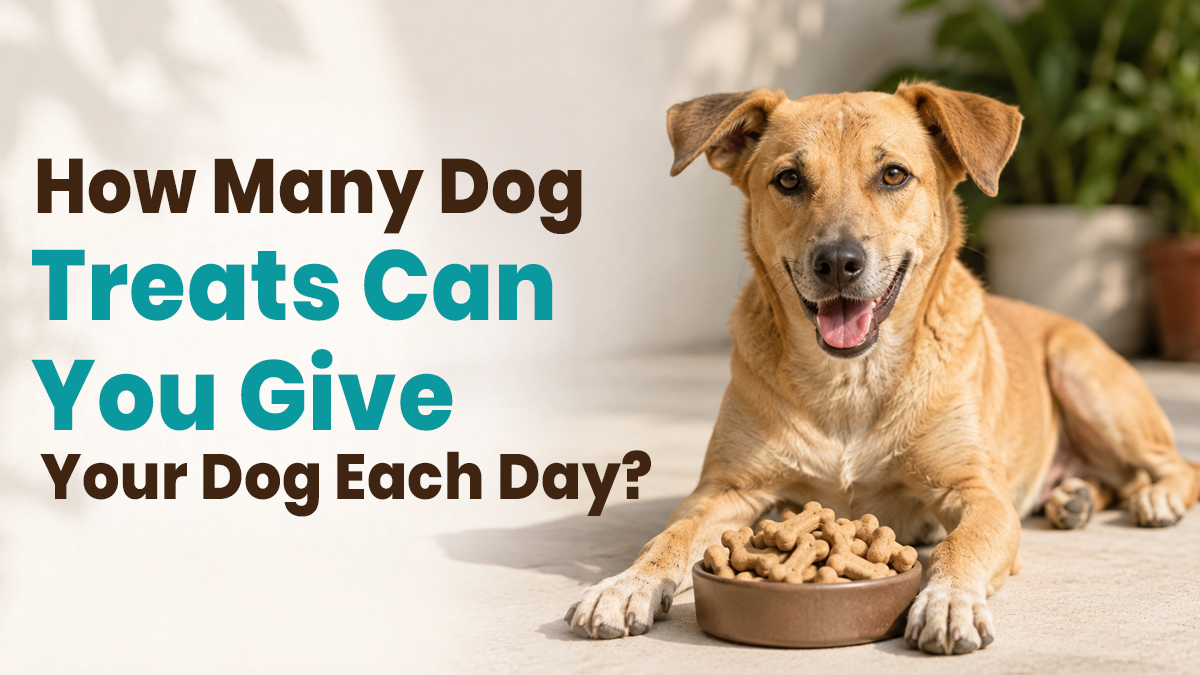 How Many Dog Treats Can You Give Your Dog Each Day?