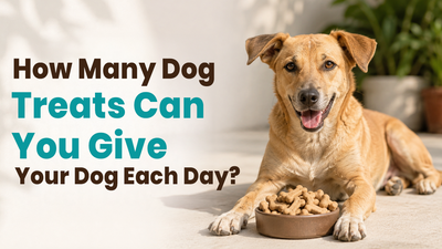 How Many Dog Treats Can You Give Your Dog Each Day?