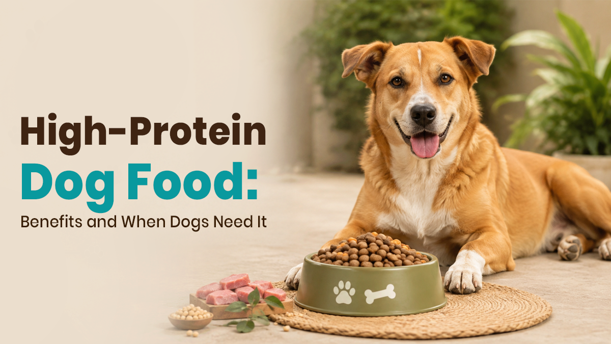 High-Protein Dog Food: Benefits and When Dogs Need It