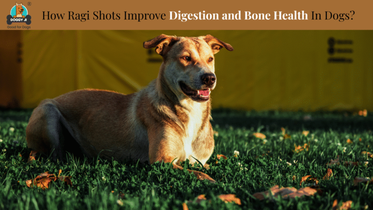 How Ragi Shots Improve Digestion and Bone Health in Dogs