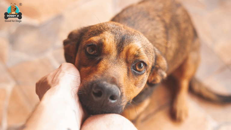 Best Non-Meat Dog Treats for a Balanced Diet