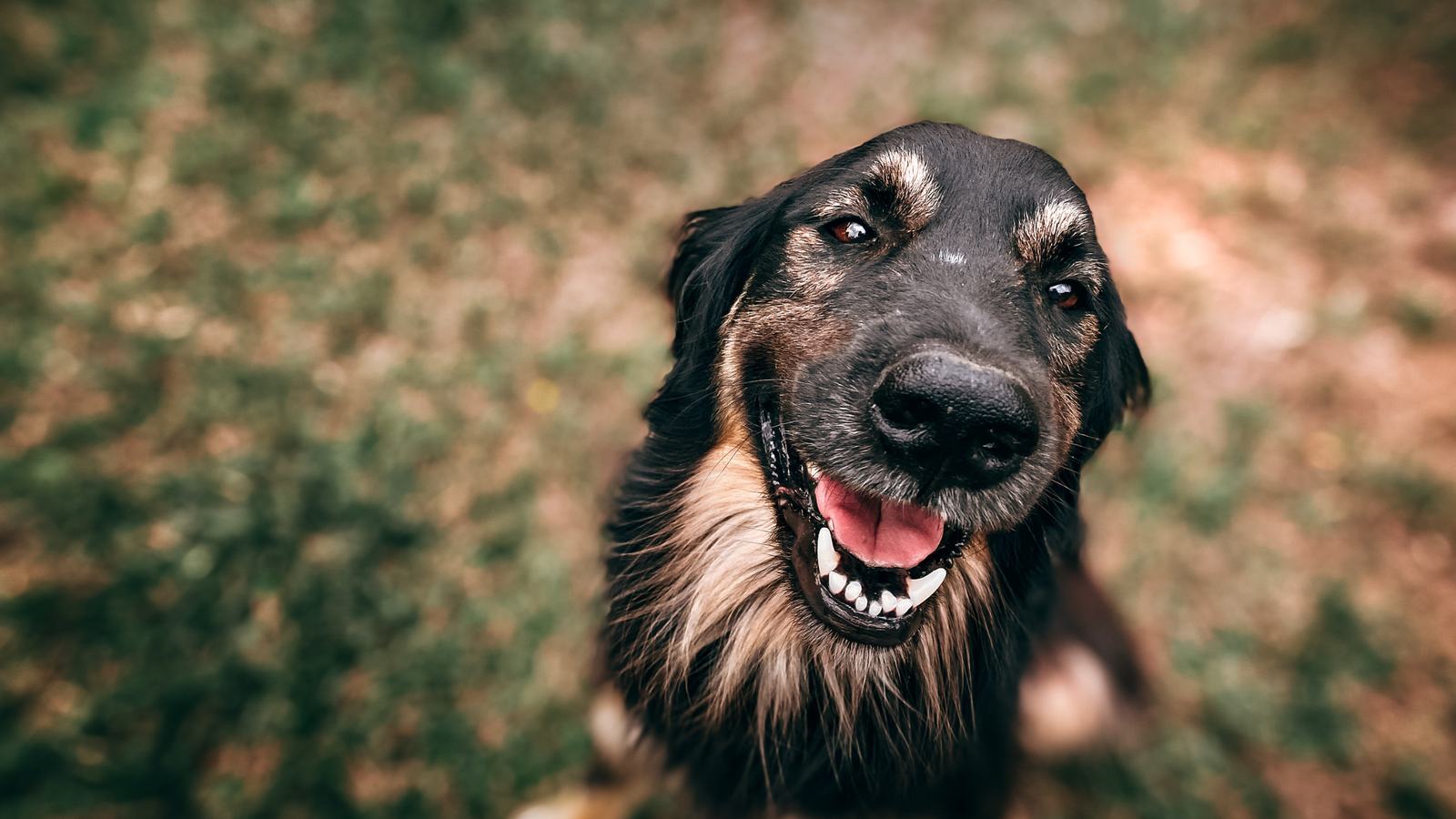 7 Reasons to Add Ragi to Your Dog’s Diet