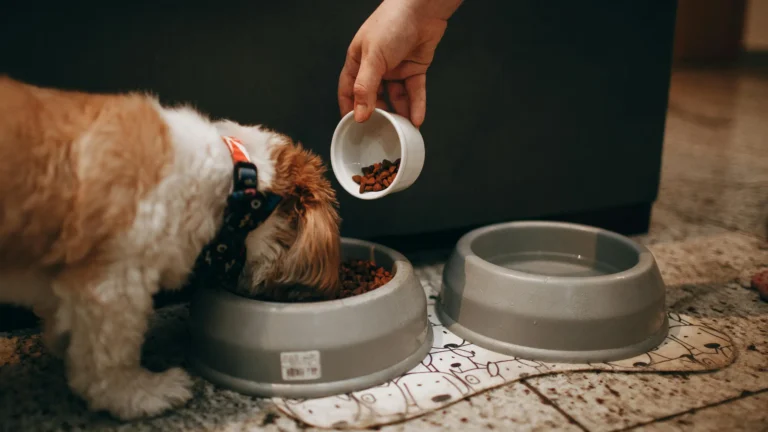 Dog Feeding_ What to Feed Your Pet