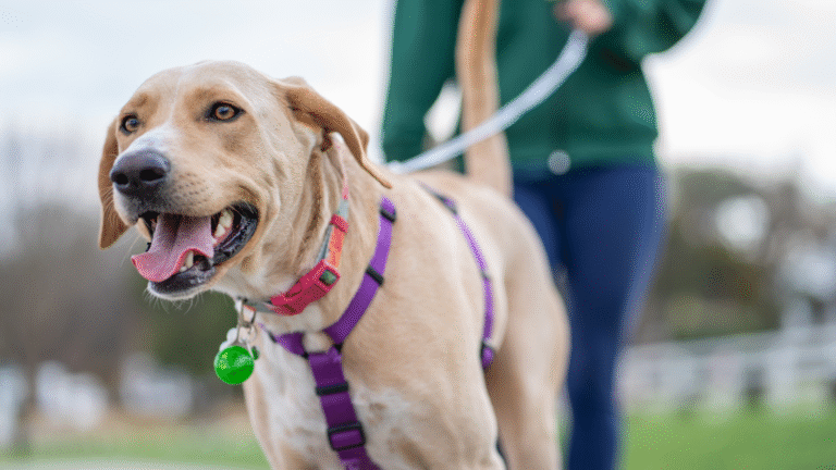 Importance of Spaying or Neutering Your Dog