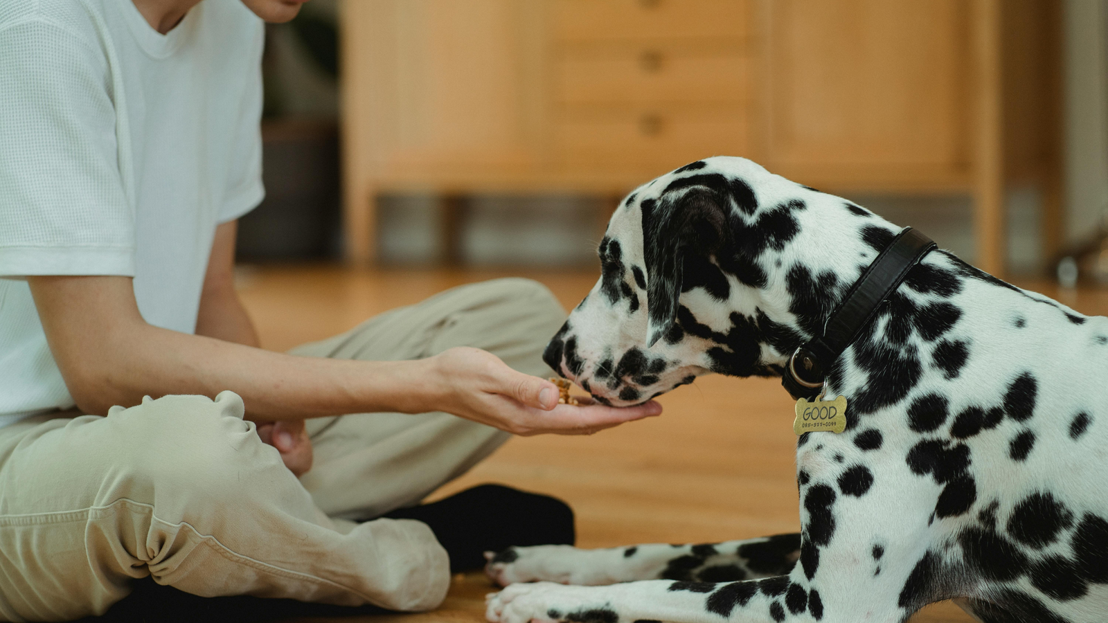 Top Reasons to Choose Vegan Dog Treats