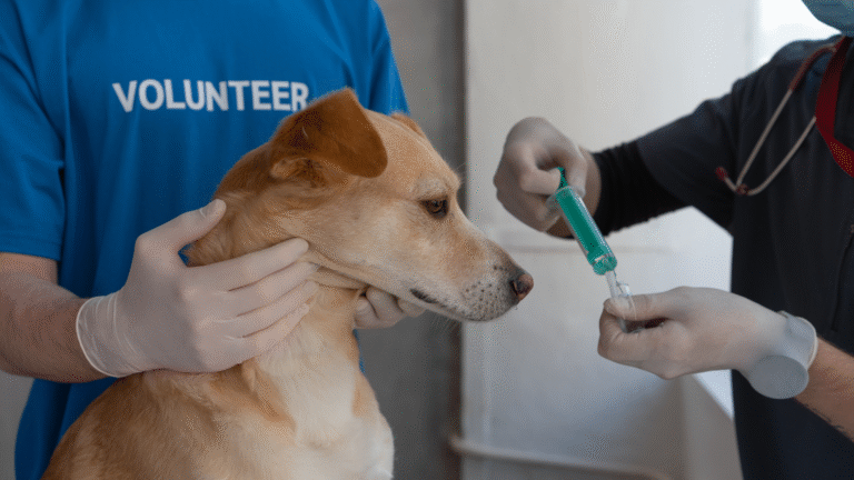 Everything you need to know about vaccines for Dogs In India