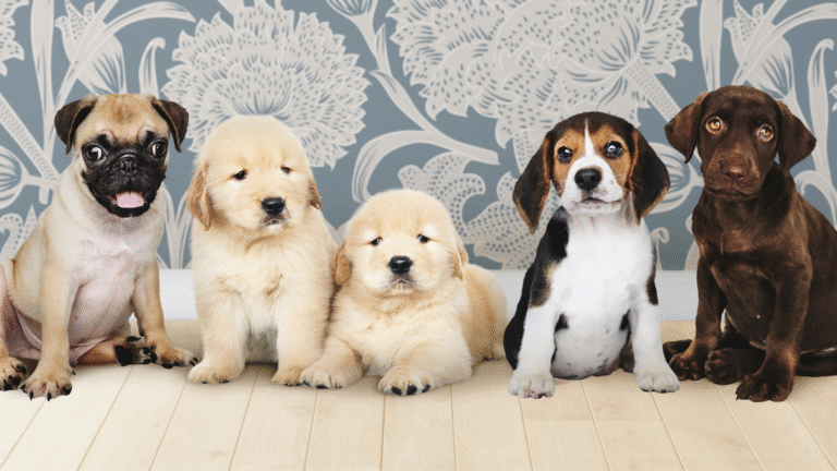 Complete List of Popular Dog Breeds